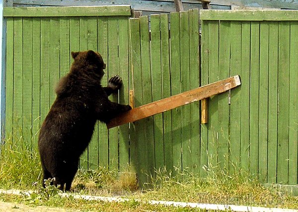 Медведь прикол