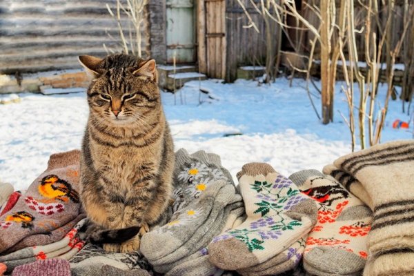 Деревенский кот зимой