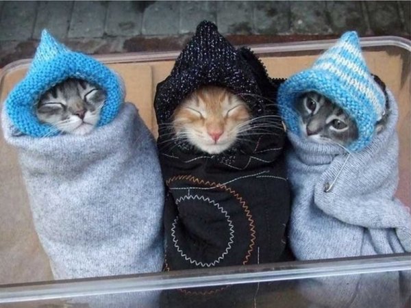 Трикотаж коты