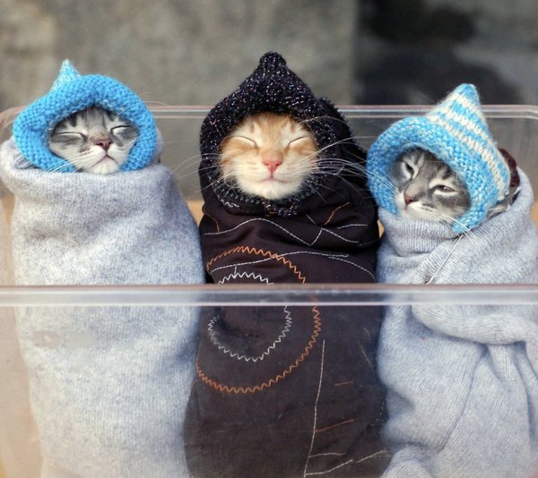 Кот в платке