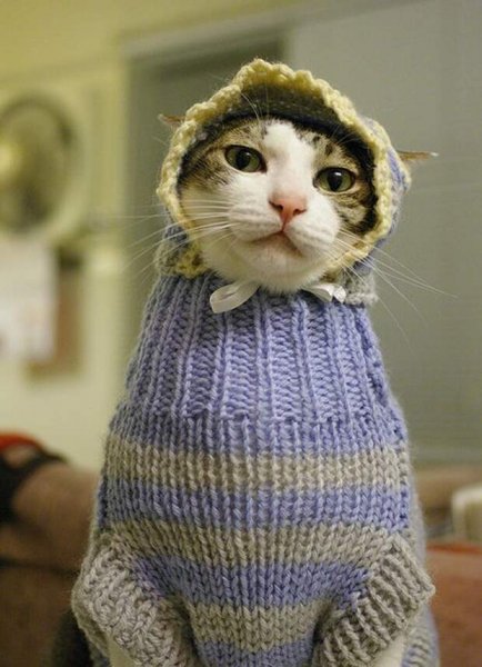 Котик в вязаной шапочке