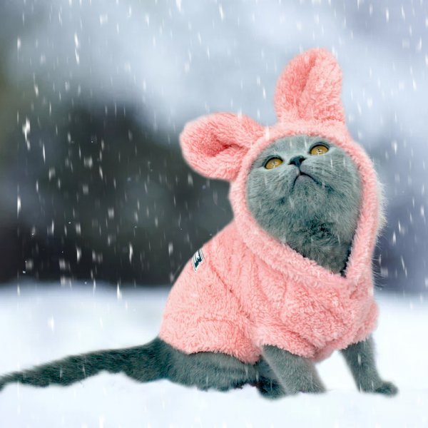 Коты в зимней одежде
