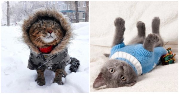 Кот в зимней шапке
