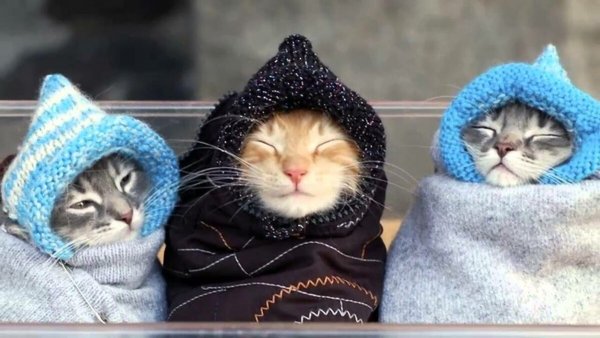 Котик в теплой одежде