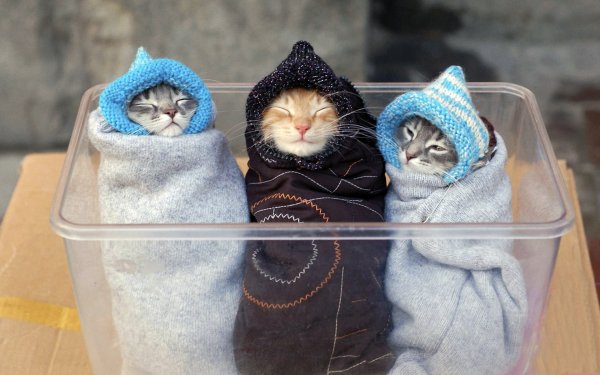 Котята приколы