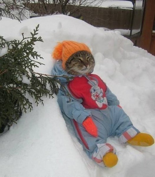 Кот в зимней одежде