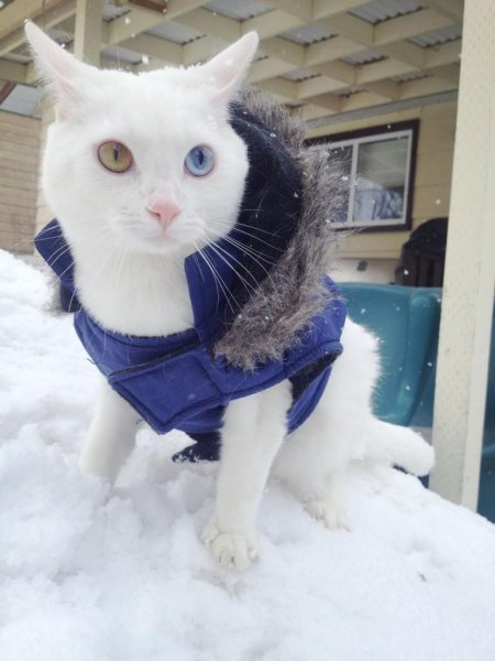 Кот утеплился