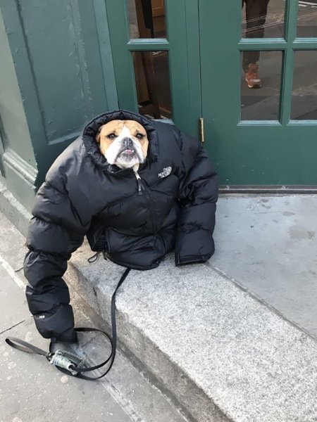 Собака в Кожанке