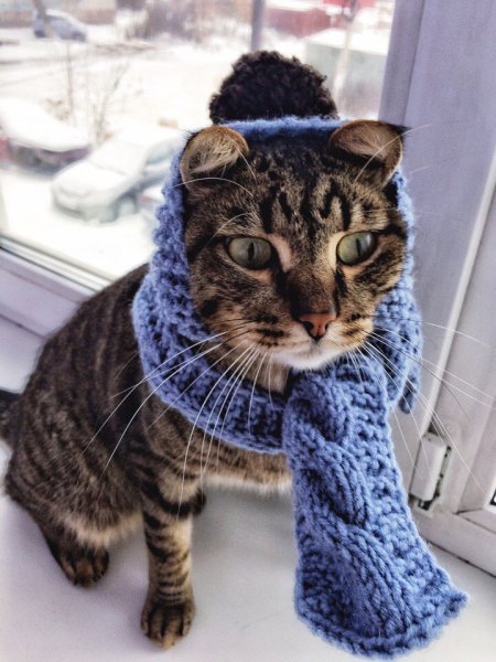 Кот утеплился