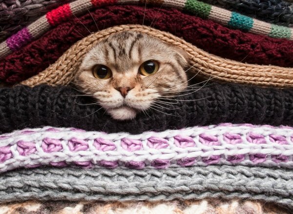 Котик в шарфе