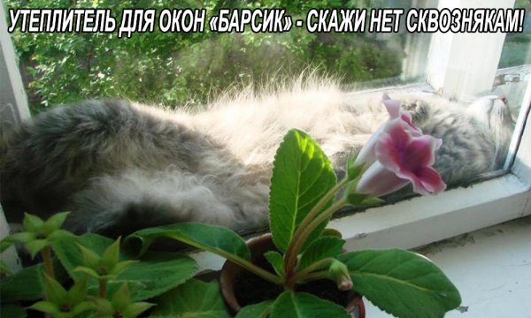 Оконные утеплители приколы с котами
