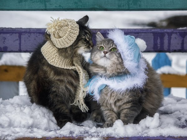 Котик в шарфике зимой