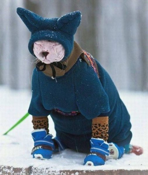 Кот в зимней одежде