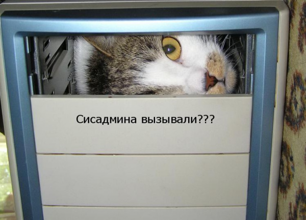 Кот сисадмин