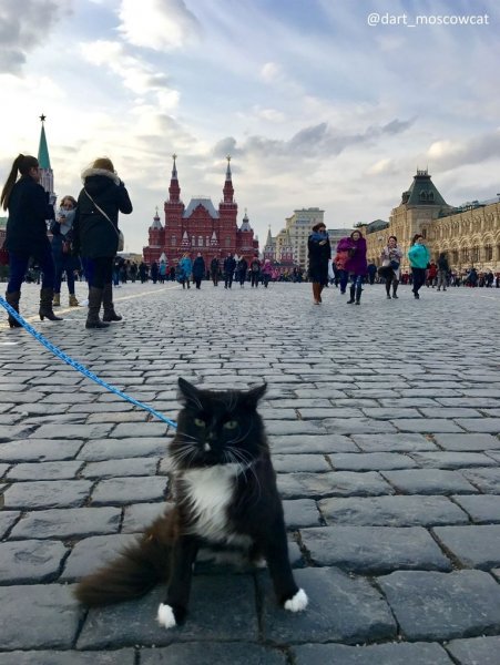 Московские коты