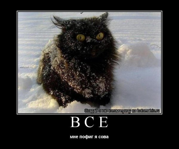 Кот зимой