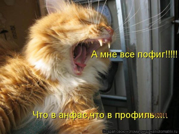 Картинки когда все пофиг