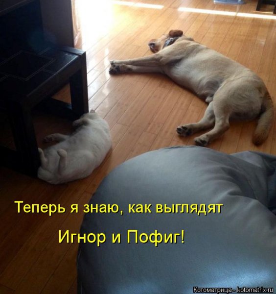 Пофиг прикол