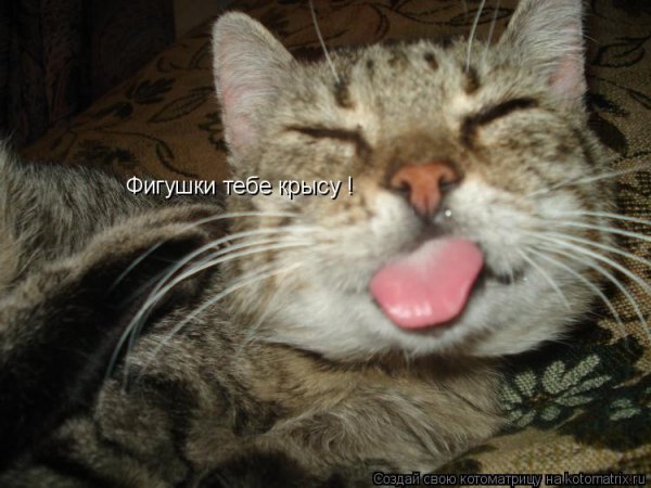 Фигушки котик