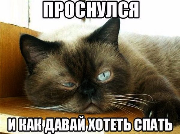 Невыспавшийся котик
