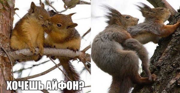 Хочу айфон