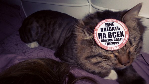 Прикольные картинки с надписями
