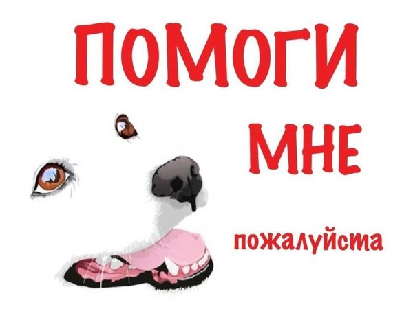 Помогите собаке