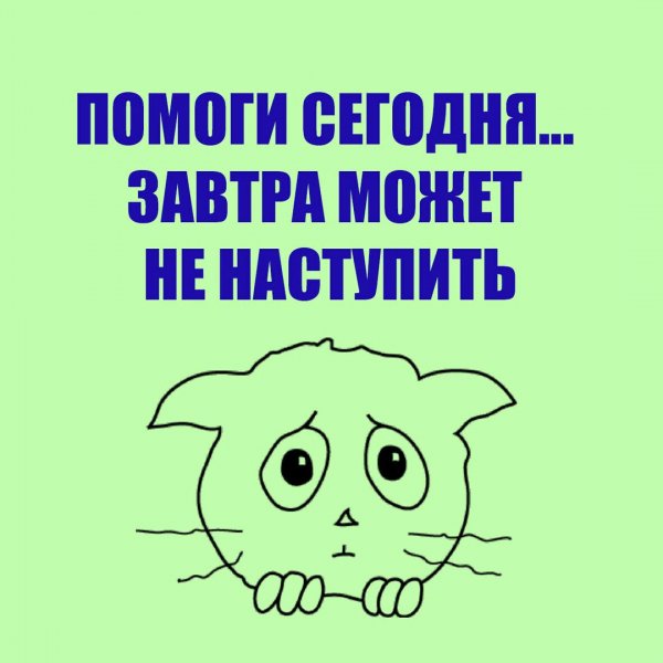 Котик помогите