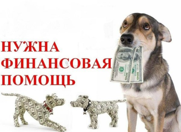 Просим помощи для животных