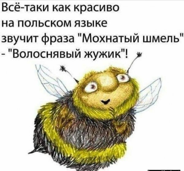 Шутки про шмелей