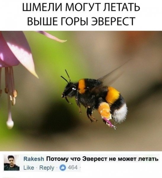 Смешной Шмель
