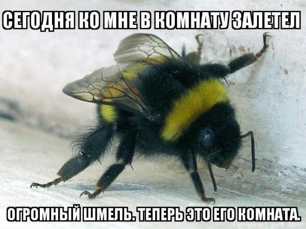 Пчелка труженица