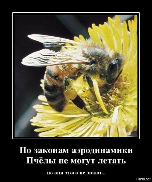 Злой Шмель