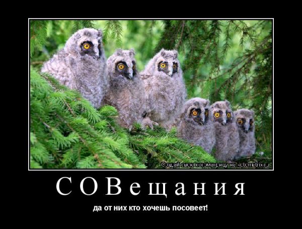 Совещание прикол