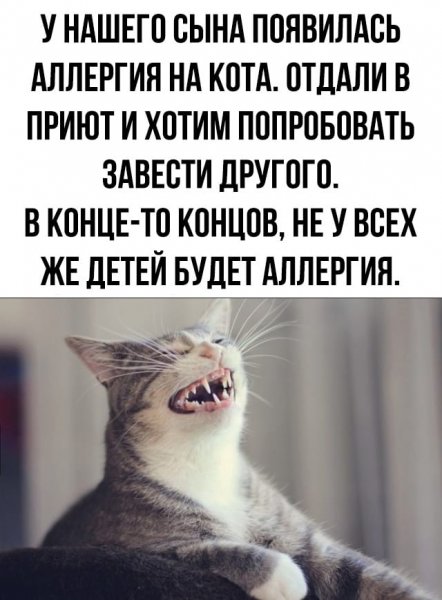 У меня аллергия на котиков