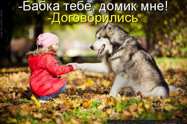 Волк прикол