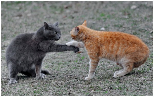 Котики жмут руки