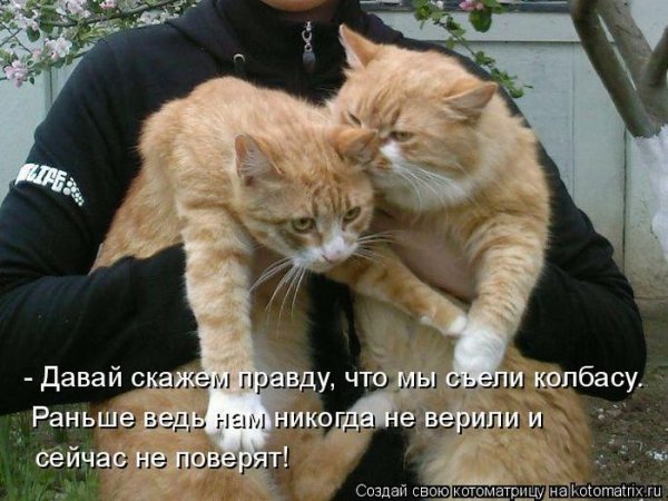 Фото котов с подписями
