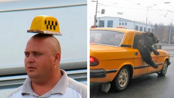 Жирный таксист