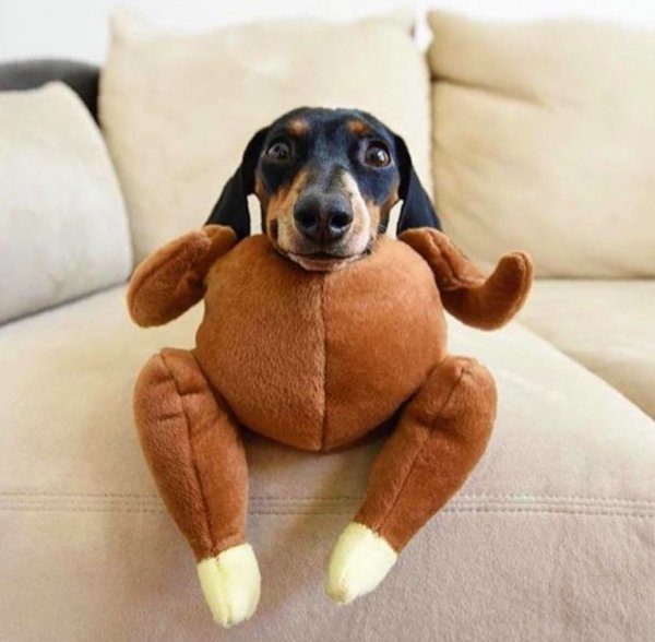 Смешные костюмы для такс