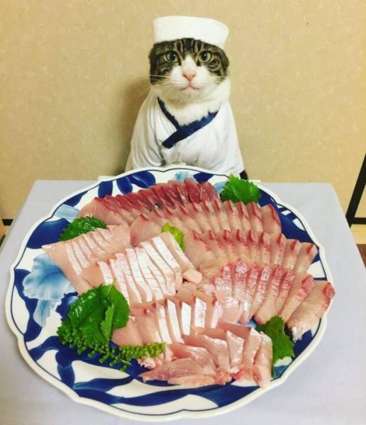 Селёдка с котиком