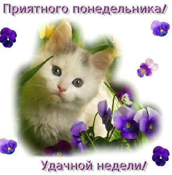 Хорошего понедельника и отличного настроения