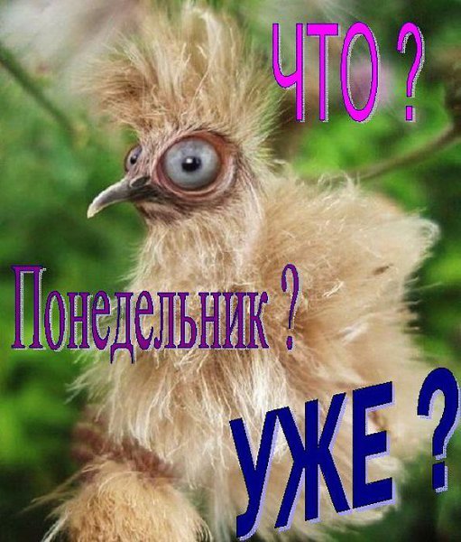 Привет понедельник
