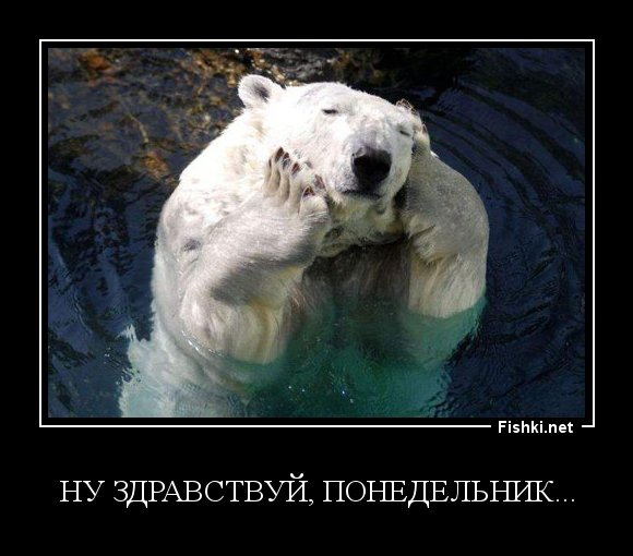 Медведь понедельник