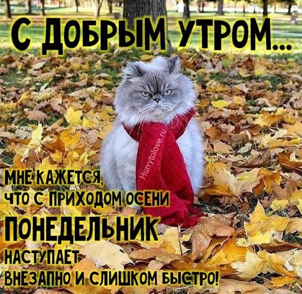 С добрым осенним утром понедельника