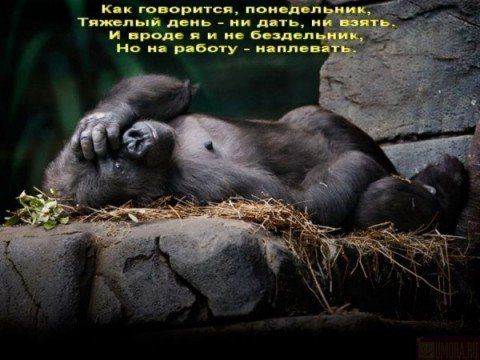 В понедельник я бездельник