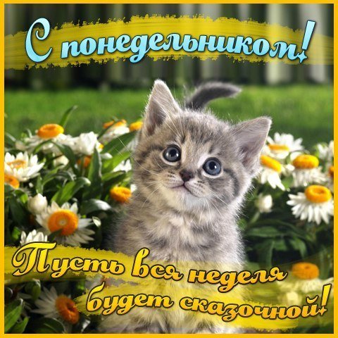 Хорошей недели с котиками