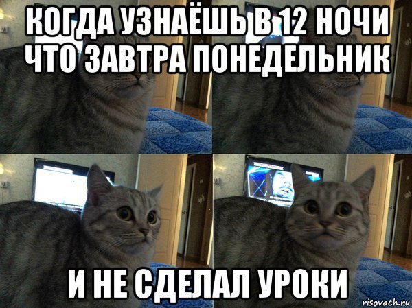 Завтра в школу Мем с котами