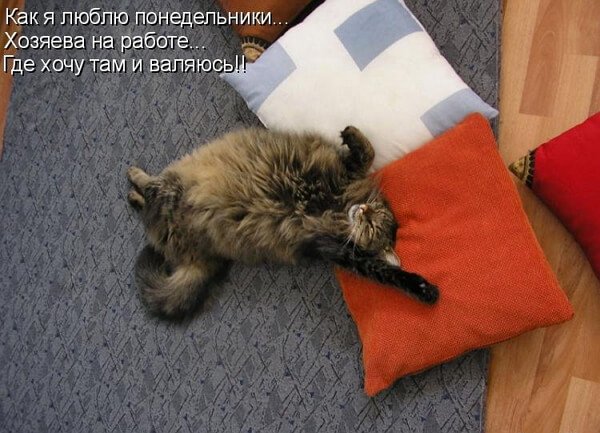 Понедельник с котами
