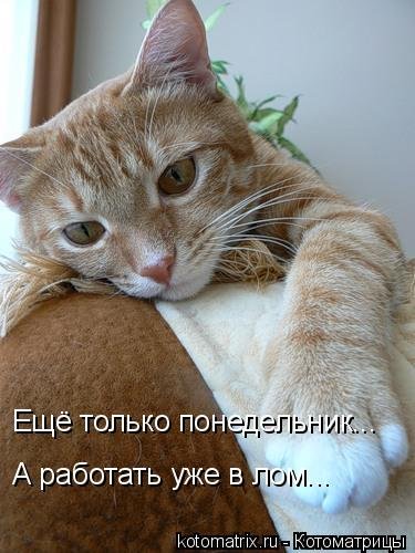 Уже понедельник Проснись